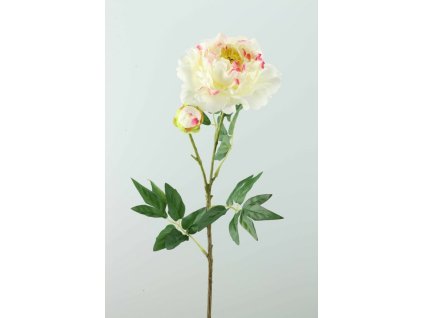 Pivonia 2-kv krémová 70cm