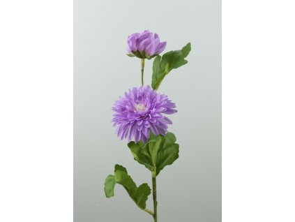 Astra 2-kv fialová 33cm
