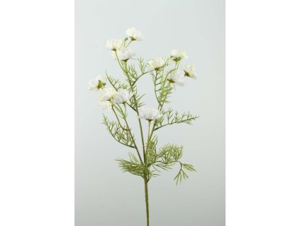 Cosmos biely 70cm