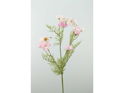 Cosmos ružový 70cm
