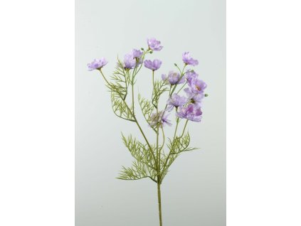 Cosmos fialový 70cm
