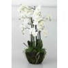 7006 7006 60444 05 orchidea v hline biela 110cm