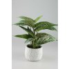 Syngonium v kvetináči 39cm