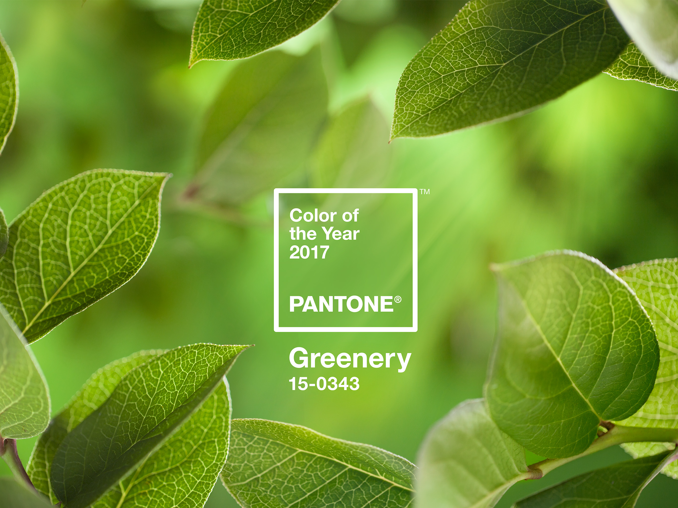 PANTONE-Color-of-the-Year-2017-Greenery-15-0343-leaves-2732x2048