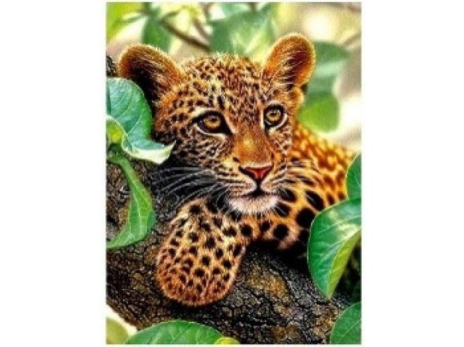 leopard