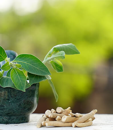 Zázračné účinky Ashvagandy: Jak tato ajurvédská bylina může vylepšit váš celkový zdravotní stav
