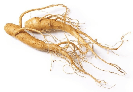 Všehoj ženšenový - Panax ginseng