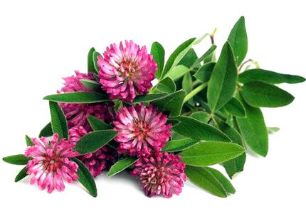 Ďatelina červená - Trifolium pratense