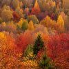 forest 3 1