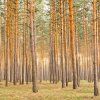 pine forest 1