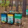 hives forest 1