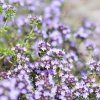 wildthyme 1 1