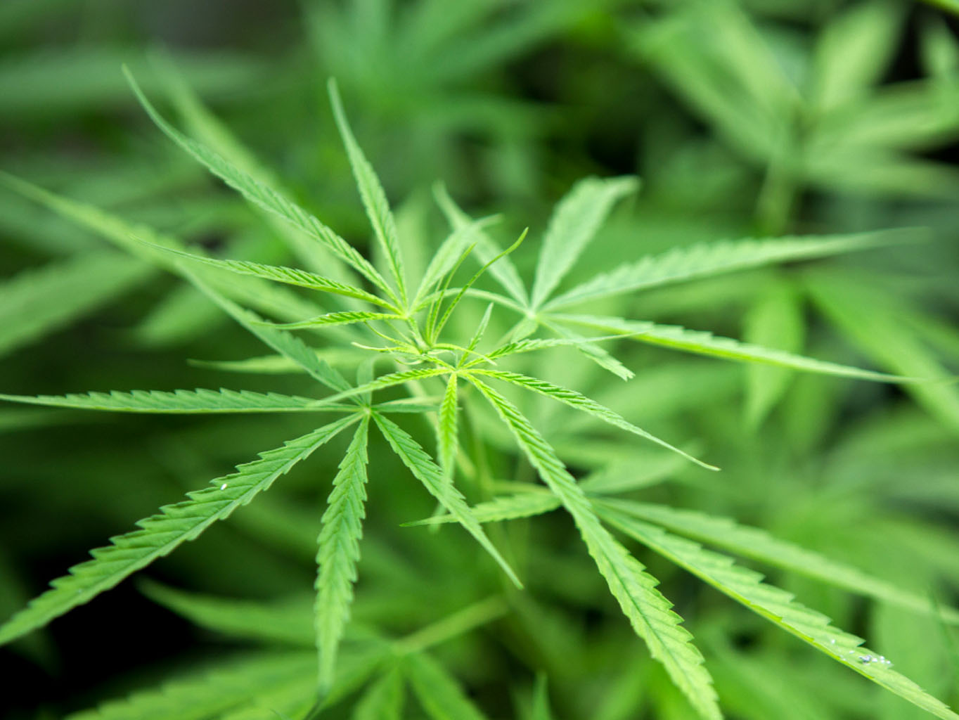 Co je to HHC? A jaké má účinky?