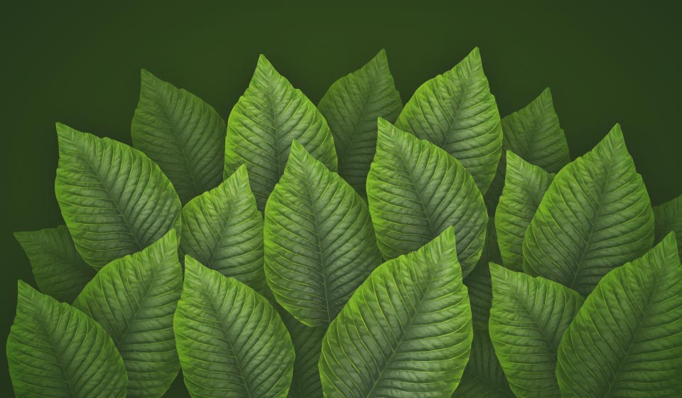 KRATOM