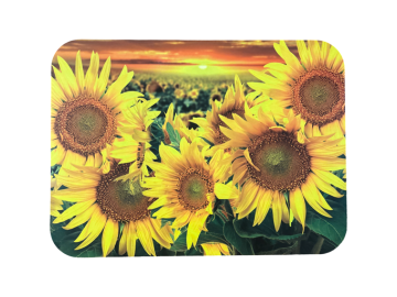 prostírání slunečnice