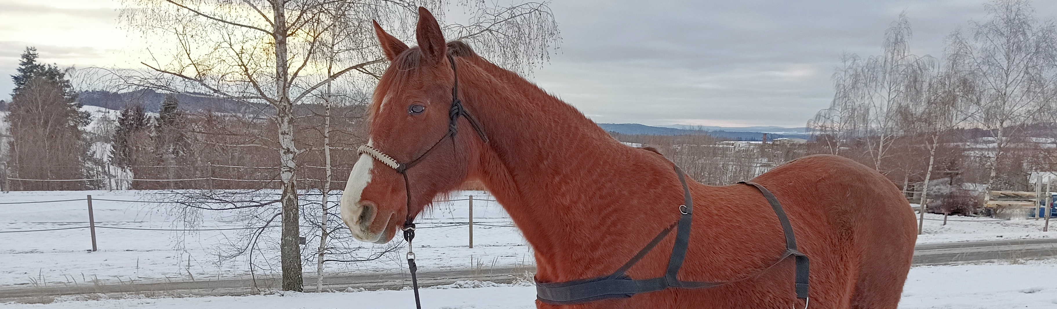 Kůň připravený na skijöring