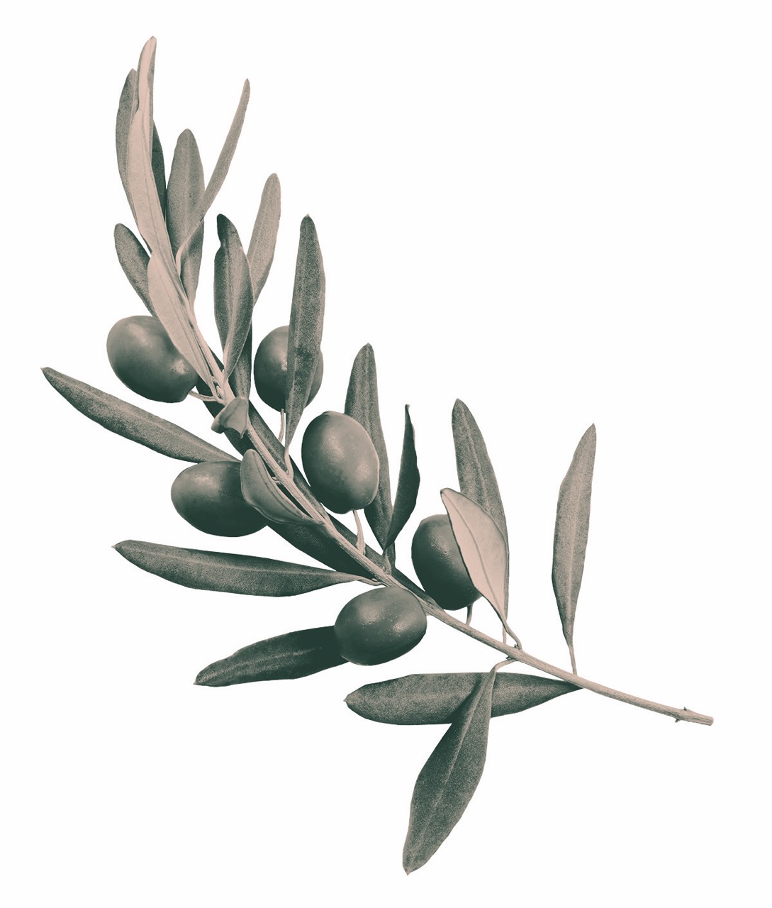 Blissoma®: Ekosystémy přírodní kosmetiky