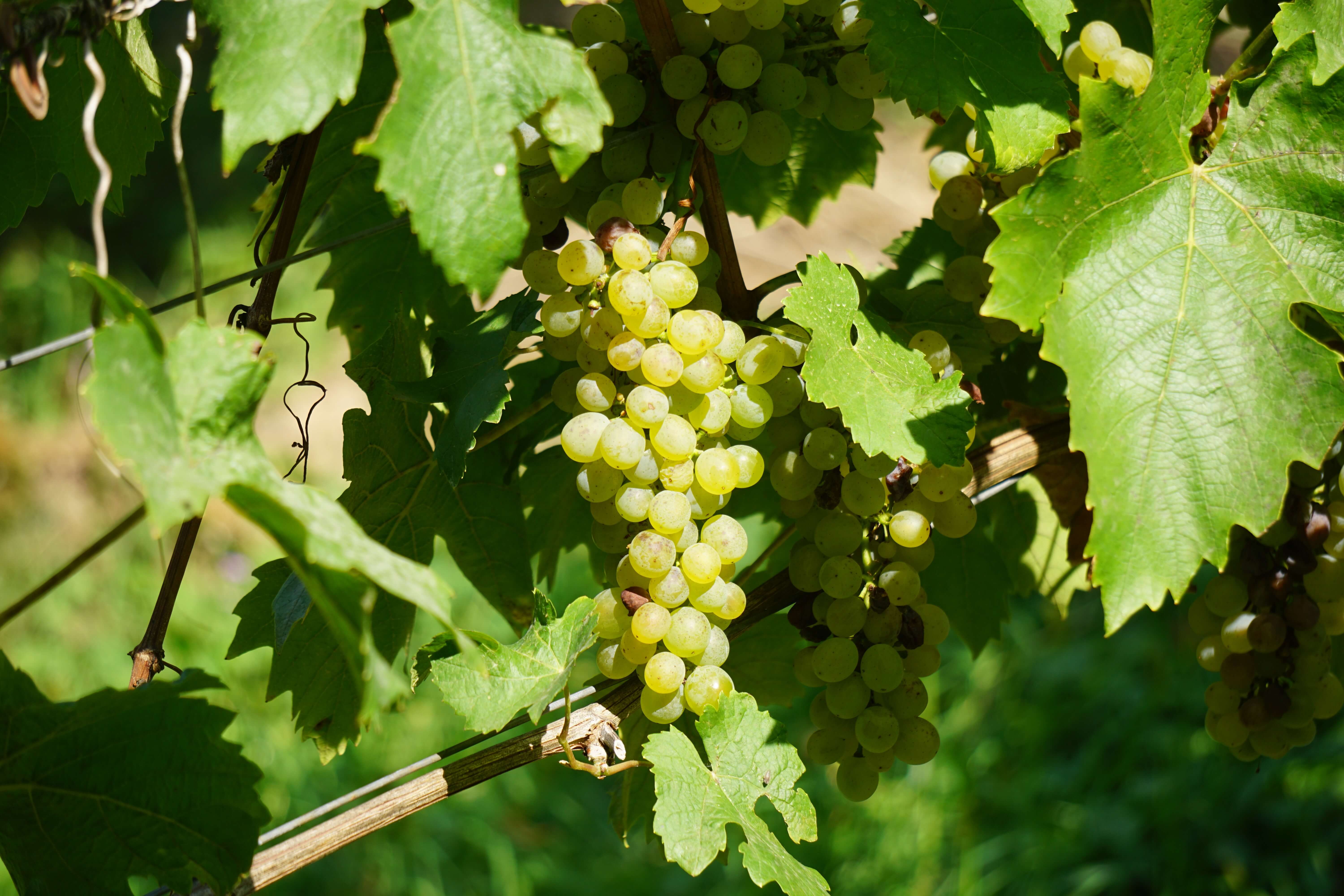Vinná réva jako největší zdroj antioxidantů