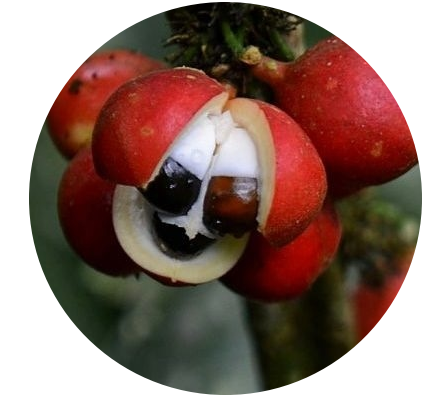 SKINNY Guarana png