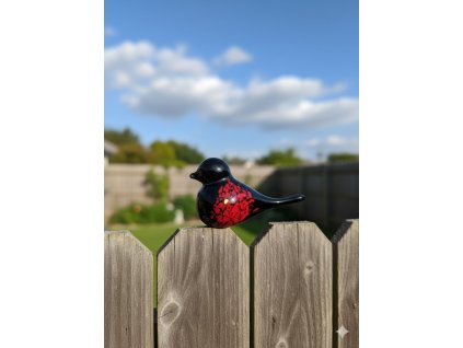 skleneny ptacek cernocerve