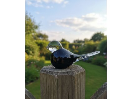 skleneny ptacek cerny1