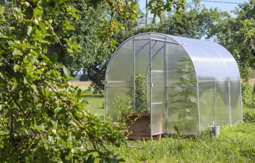 Čo sadiť v septembri do skleníka a čo na vonkajšie hriadky?