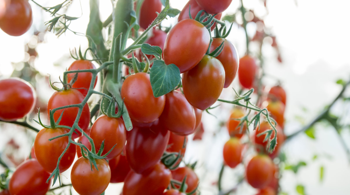 Pestovanie paradajok. Tipy a rady