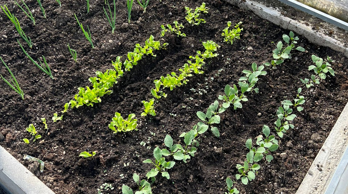 Čo všetko sa dá pestovať v skleníku?