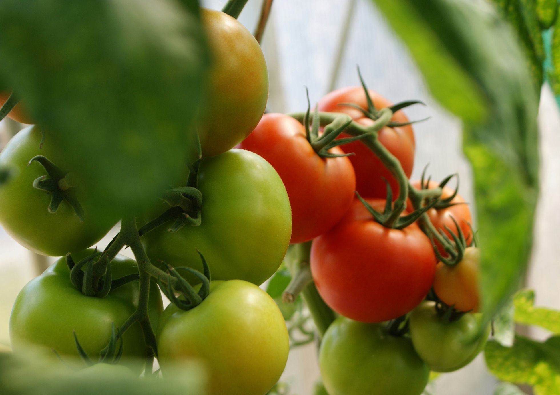 Pestovanie paradajok v skleníku