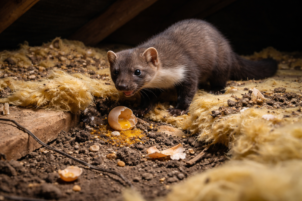 Kuna na půdě způsobuje hluk a škody na izolaci