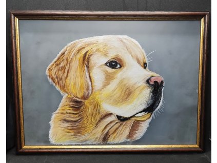 pes labrador skleněný obraz