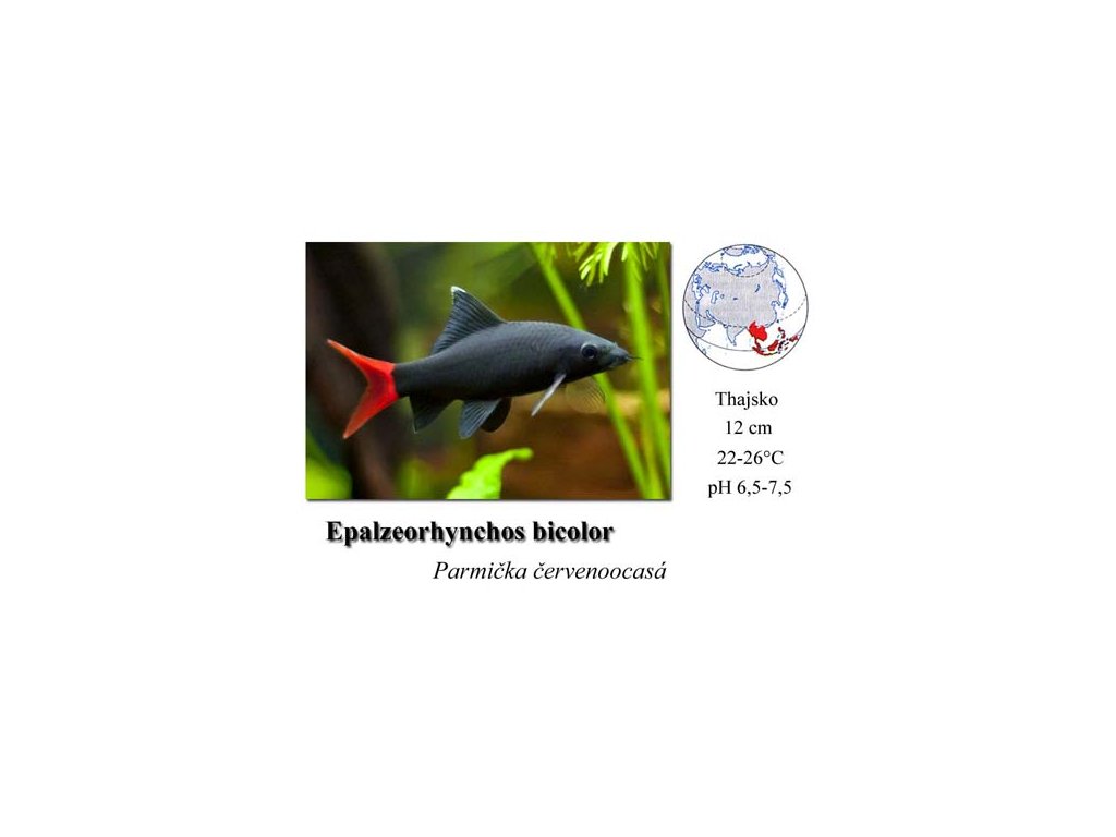 Parmička červenoocasá / Epalzeorhynchos bicolor