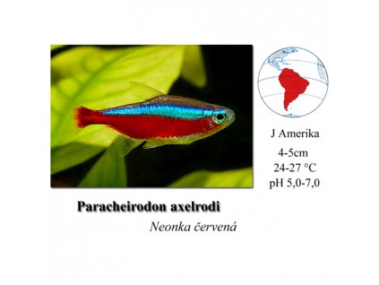 Neonka červená / Paracheirodon axelrodi