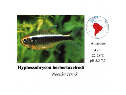 Neonka černá / Hyphessobrycon herbertaxelrodi