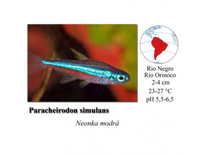 Neonka modrá / Paracheirodon simulans