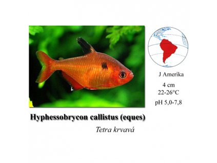 Tetra krvavá / Hyphessobrycon eques