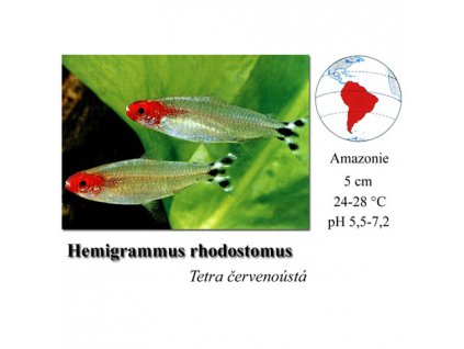 Tetra červenoústá / Hemigrammus rhodostomus