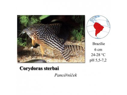 Pancéřníček Sterbův / Corydoras sterbai