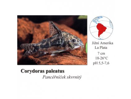 Pancéřníček skvrnitý / Corydoras paleatus