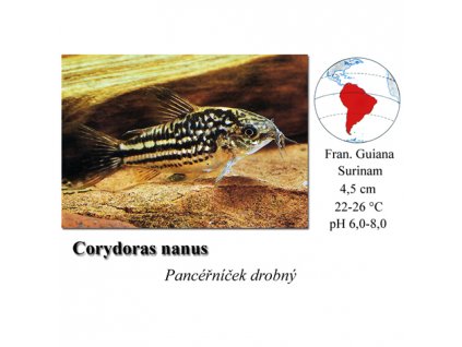 Pancéřníček drobný / Corydoras nanus