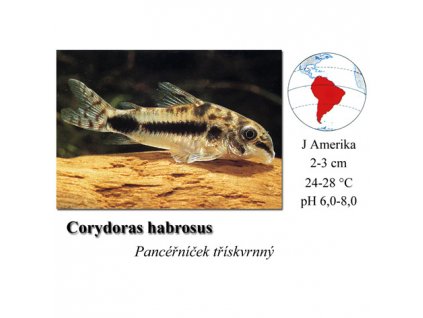 Pancéřníček třískvrnný / Corydoras habrosus