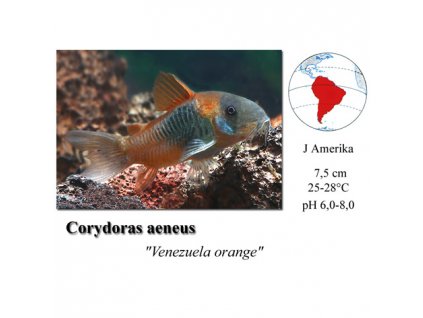 Pancéřníček / Corydoras sp. Venezuela Orange