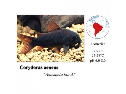 Pancéřníček / Corydoras sp. Venezuela Black