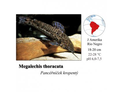Pancéřníček kropenatý / Megalechis thoracata