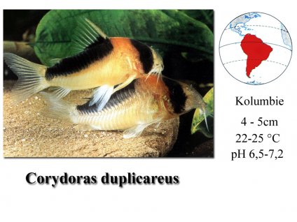 Corydoras duplicareus