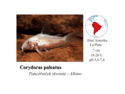 Pancéřníček skvrnitý / Corydoras paleatus gold