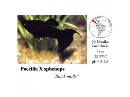 Živorodka ostrotlamá - Black molly / Poecilia sphenops