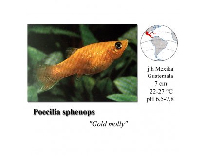 Živorodka ostrotlamá - Gold molly / Poecilia sphenops