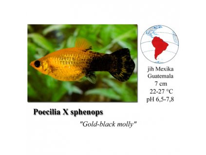 Živorodka ostrotlamá - Gold-black molly / Poecilia sphenops
