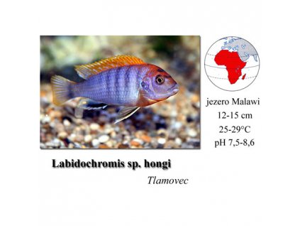 Tlamovec / Labidochromis sp. hongi "Sweden"